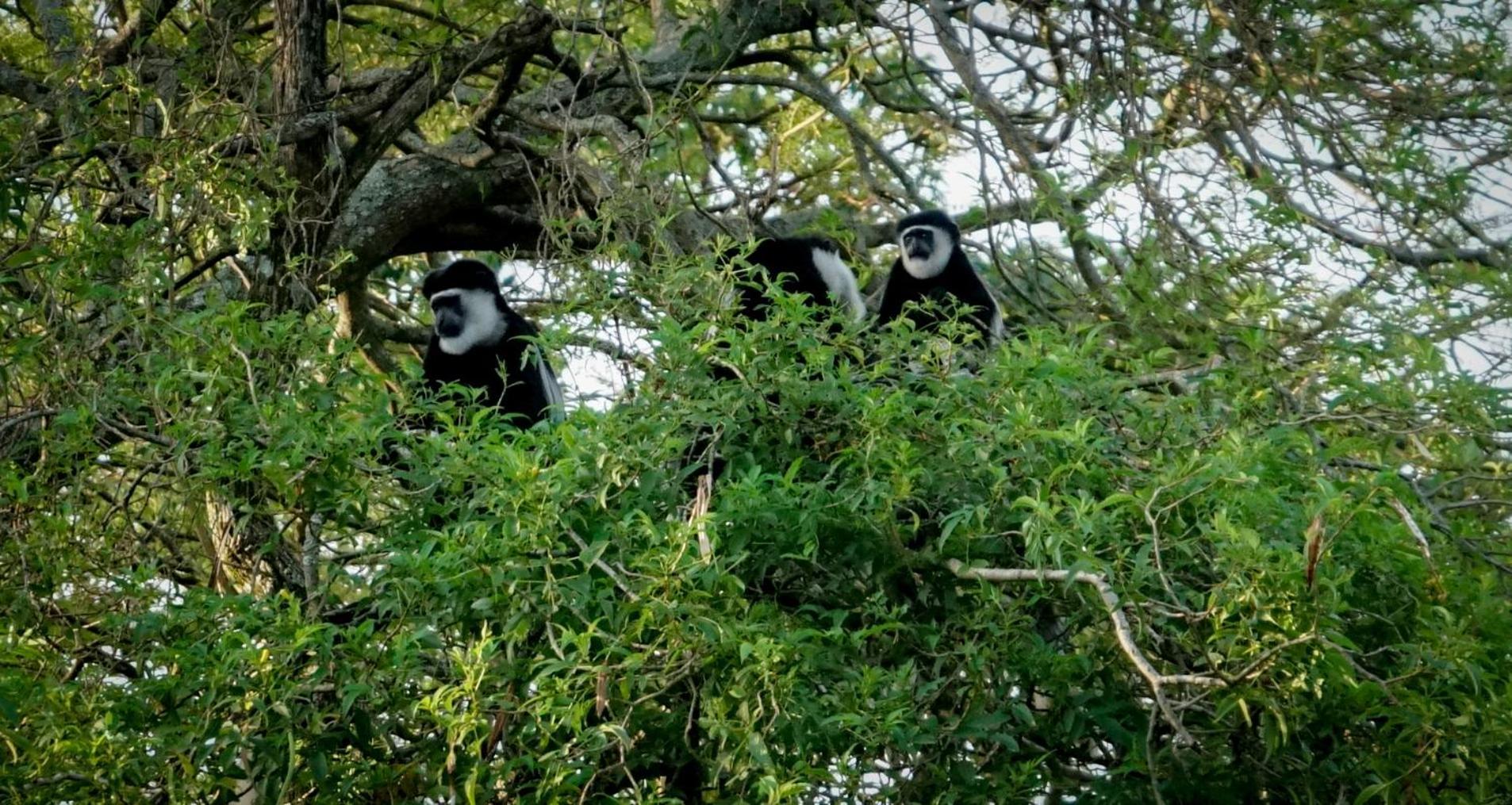 Lake Nkuruba Nature Reserve Hotel Durama Ngoại thất bức ảnh